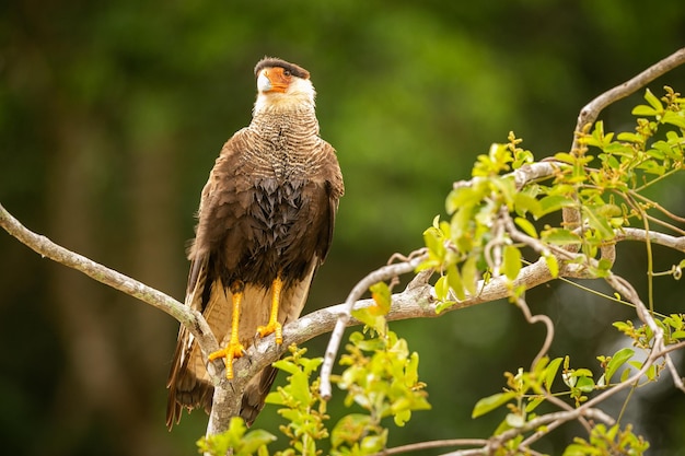 Majestic and colourfull bird in the nature habitat Birds of northern Pantanal wild brasil brasilian wildlife full of green jungle south american nature and wilderness