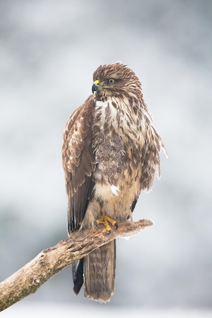 Majestic common buzzard sitting on the frozen branch in winter