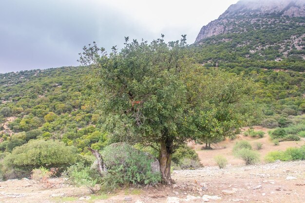 Majestic Djebel Zaghouan Tunisia's Stunning Mountain