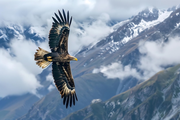 Majestic Eagle Soaring Above SnowCapped Mountains