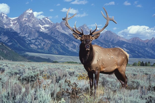 Photo a majestic elk with large antlers stands proudly in front of a mountain range under a clear blue sky the image captures the wild beauty of nature perfect for educational wildlife content ai