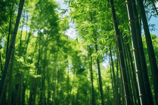 Majestic Giant Bamboo Trees LowAngle Shot of a World Beneath the Canopy AI