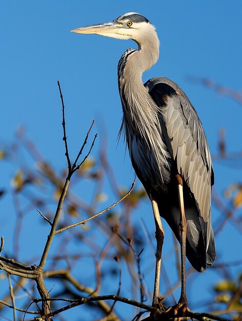 Majestic Great Blue Heron Perched Against a Clear Blue Sky