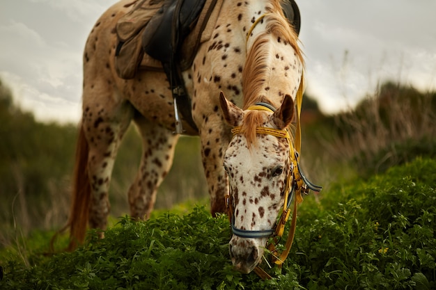 Majestic horse pasturing on green meadow