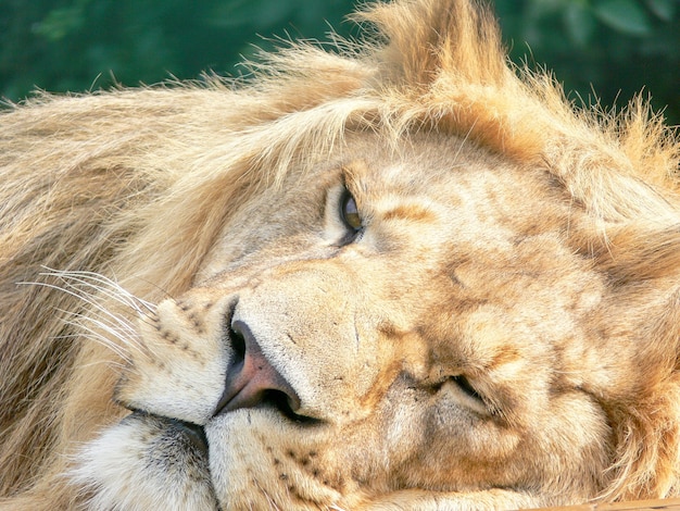 A majestic lion sitting on a wooden platform