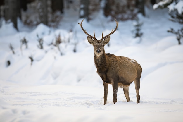 Majestic male of red deer standing in the middle of snowy forest