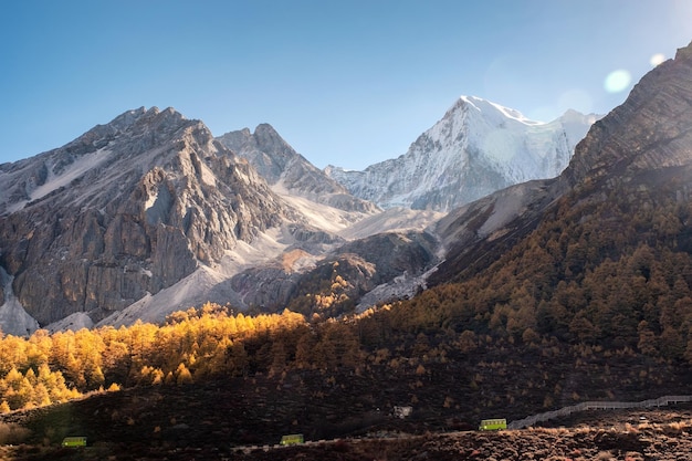 Majestic mountain range shining with pine forest in morning