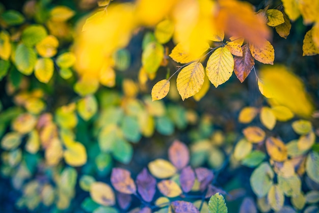 Majestic nature. Colorful autumn leaves, golden idyllic fall leaves meadow background in sunshine