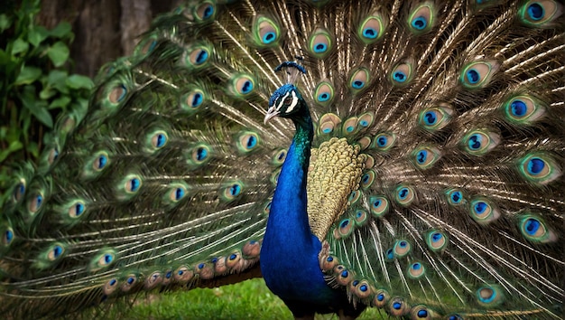 Majestic peacock displays vibrant colors in nature