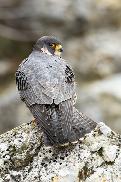 Majestic peregrine falcon standing on rock in spring.