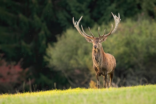 Majestic red deer standing on grassland in autumn sunlight