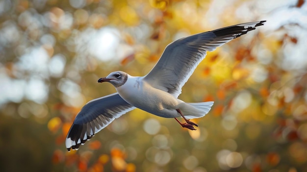 Majestic Seagull in Flight Amidst Autumn Colors