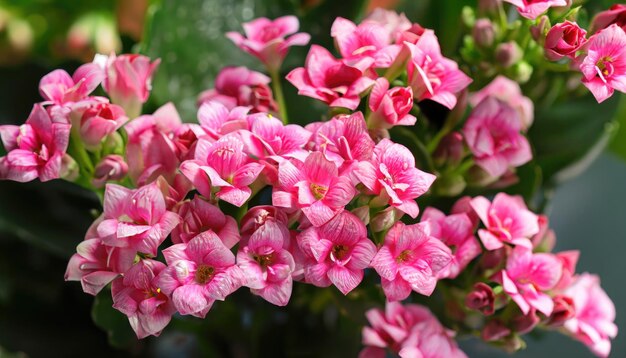 Photo majestic small flowers of kalanchoe