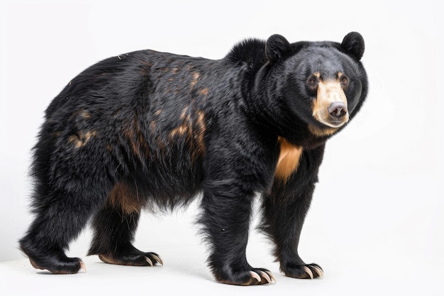 A majestic Tian Shan bear with white claws on a white background