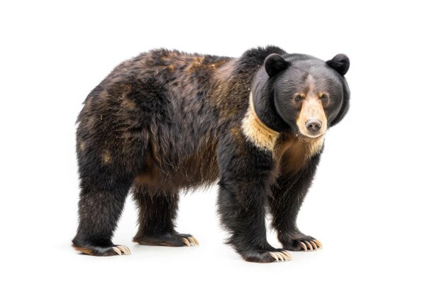 A majestic Tian Shan bear with white claws on a white background