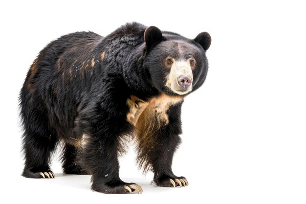 A majestic Tian Shan bear with white claws on a white background