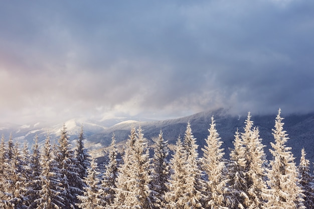 Majestic white spruces glowing by sunlight. Picturesque and gorgeous wintry scene