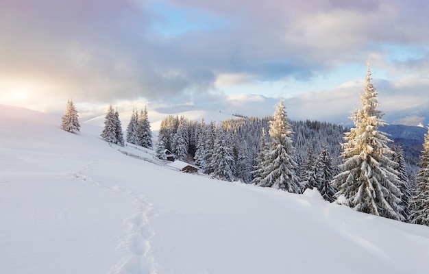 Majestic white spruces glowing by sunlight. Picturesque and gorgeous wintry scene. 