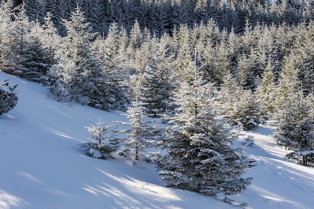 Majestic winter landscape with trees in snow