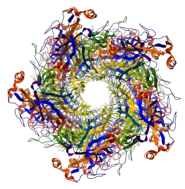 Major Capsid Protein L1 of Human Papilloma Virus type 16 molecular structure