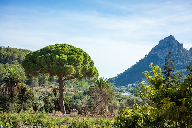 Majorca island summer landscape, spain