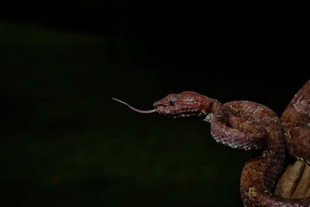 Malabar Pit Viper