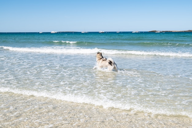 Malamute or Husky dog playing in the waves of a large beach in Brittany in summer