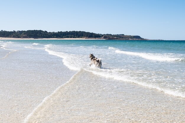 Malamute or Husky dog playing in the waves of a large beach in summer