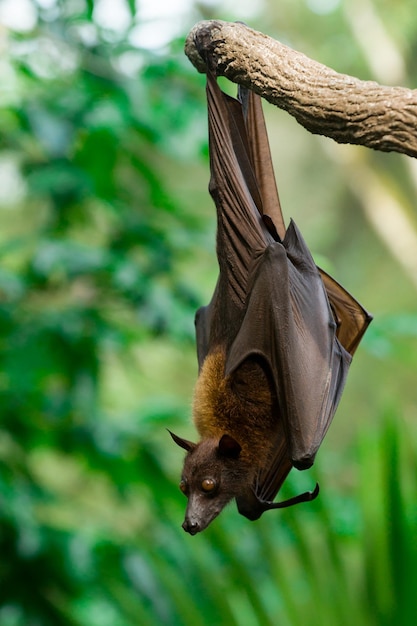 Malayan flying fox