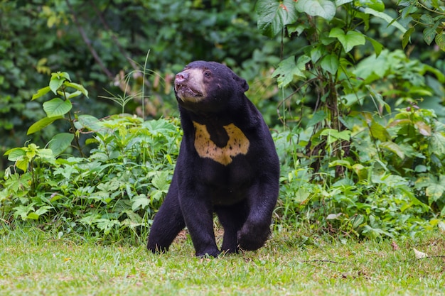 Malayan sun bear, Honey bear (Ursus malayanus)