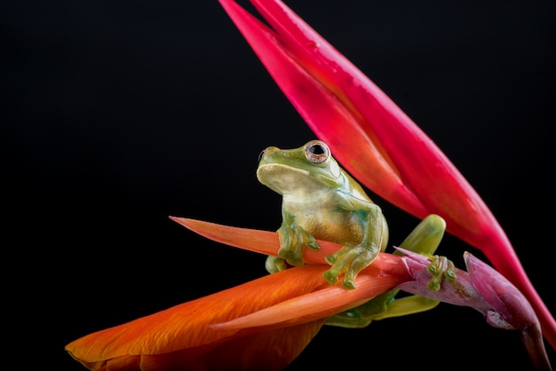 Malayan tree frog perched on red flower