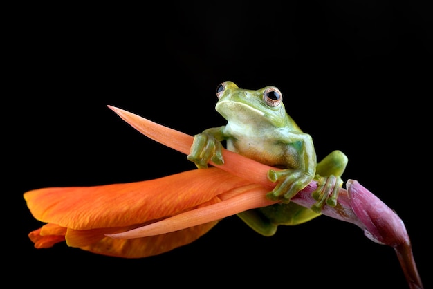 Malayan tree frog perched on red flower