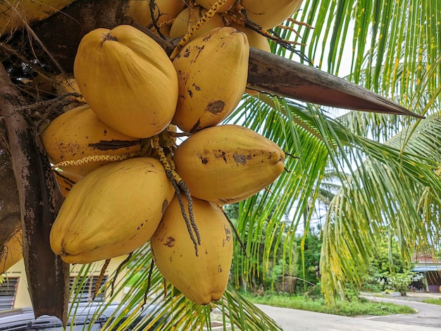 Malayan Yellow Dwarf coconut