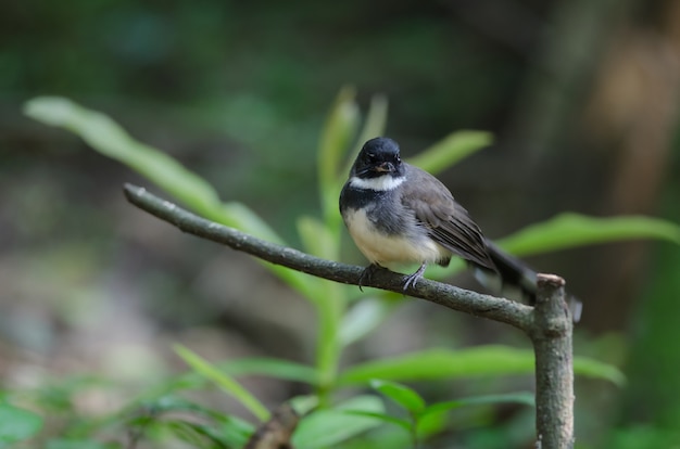 Malaysian Pied Fantail(Rhipidura javanica) in nature