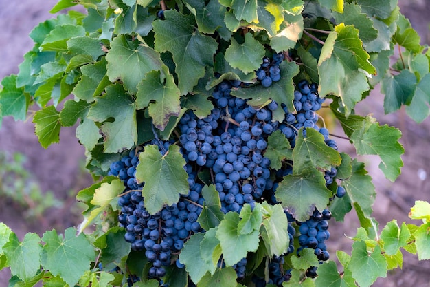 Malbec vineyard in Mendoza Argentina