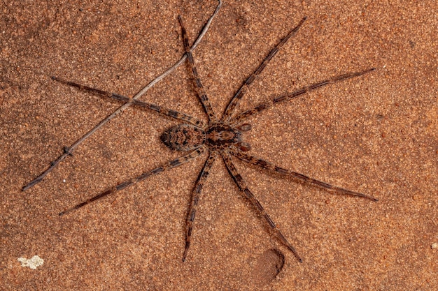 Male Adult Wandering Spider