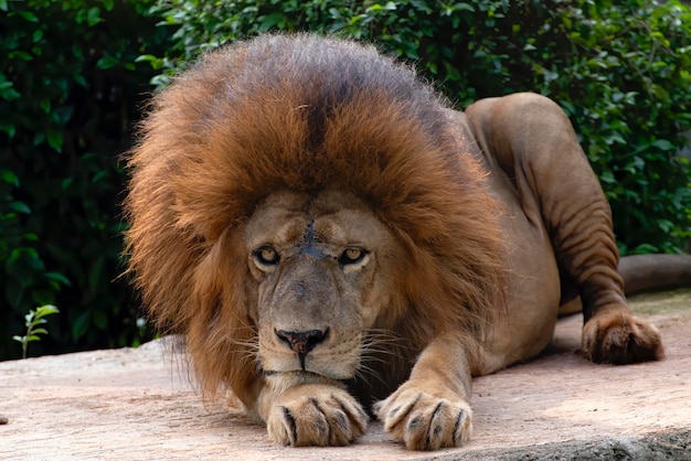 Male african lion in captivity