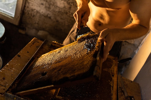 Male beekeeper opens beehive honeycomb honey harvesting