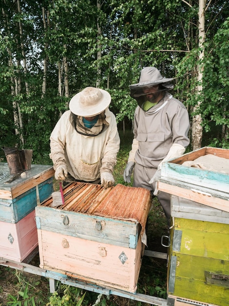 Male beekeeper working in his apiary on a bee farm beekeeping concept