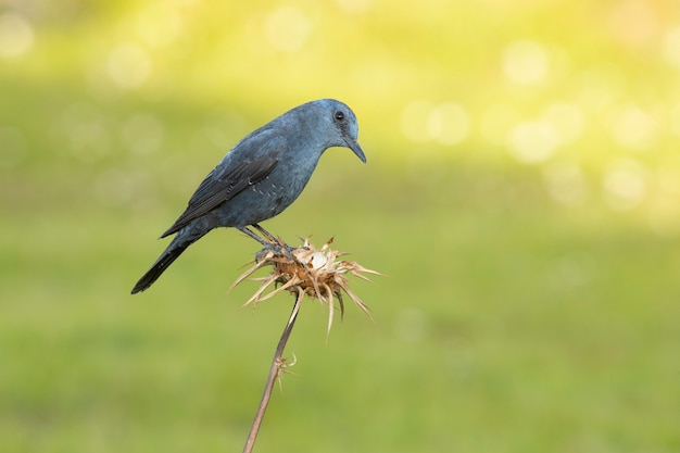 Male Blue rock thrush in rutting plumage with the last light of day in his breeding territory