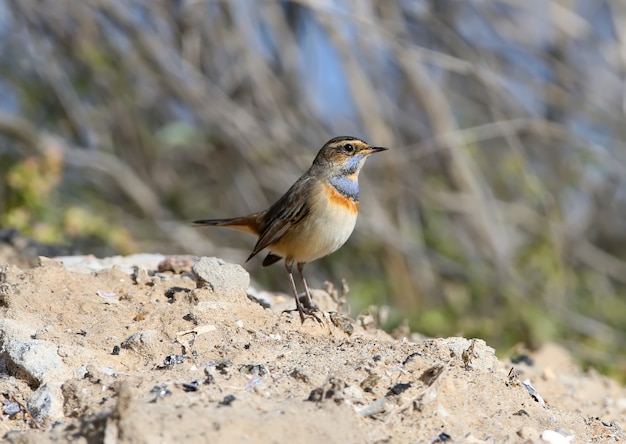 Male bluethroat (Luscinia svecica) in winter plumage filmed on plant branches and sitting on the ground closeup