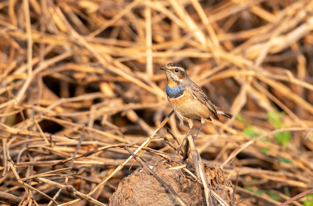 Male bluethroat perching on rice straw , Thailand