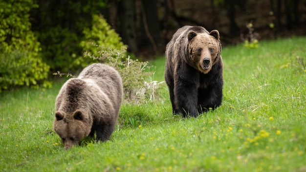 Male brown bear following female and guarding her while eating fresh green grass