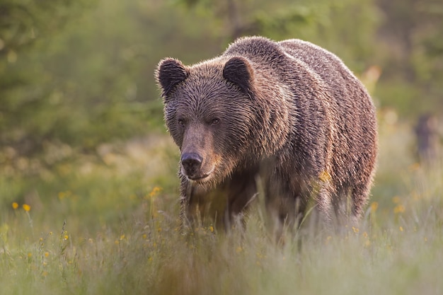 Male brown bear standing on the meadow