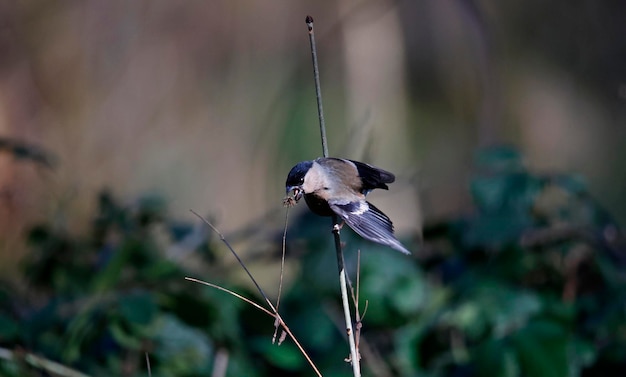 Male bullfinch eating dried seed heads in the woods