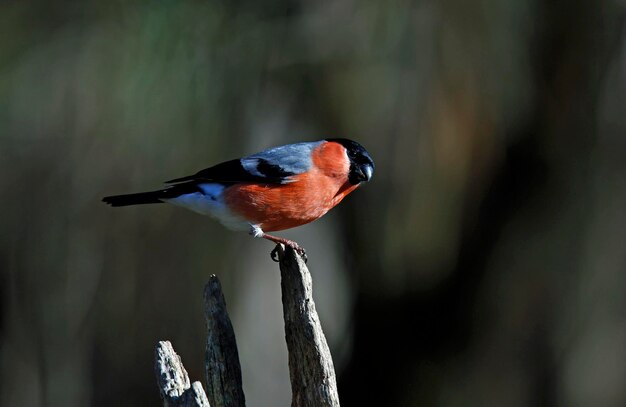 Male bullfinch perched on a dead branch