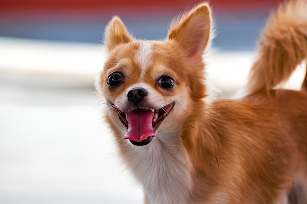 Male chihuahua dog brown hair.