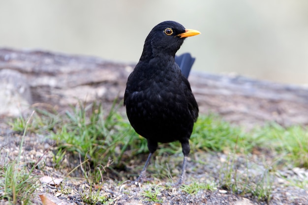 Male of Common blackbird, birds, Turdus merula