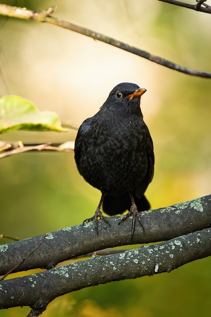 Male common blackbird sitting on a branch in autumn nature