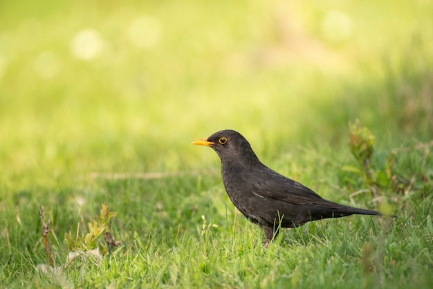 Male common blackbird, Turdus merula, sitting on the grass